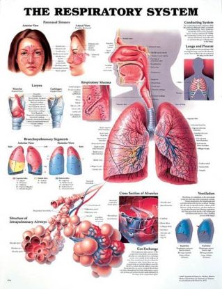 Chart Anatomical Respiratory System 20X26