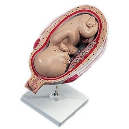 Picture for category Pregnancy & Birth Models