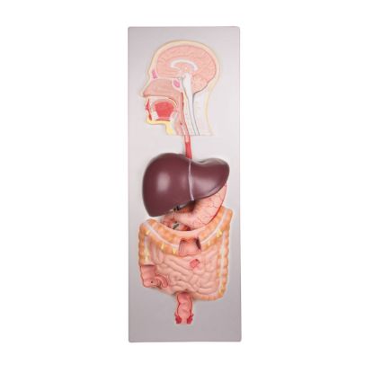 Model Digestive System Model 5 Part