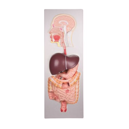 Picture for category Digestive System & Rectum Models