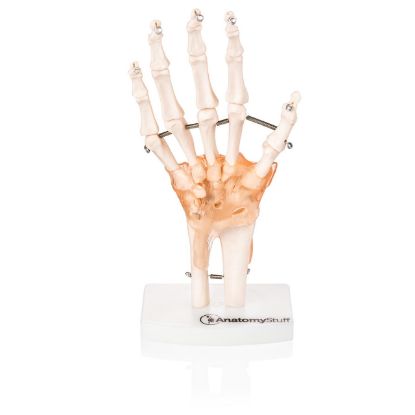 Model Hand And Wrist With Ligaments