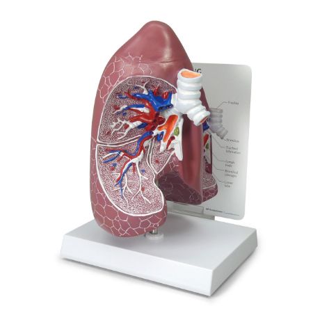 Picture for category Lung Anatomy