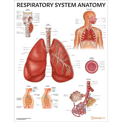 Anatomical Respiratory Sytem 65 x 50cm