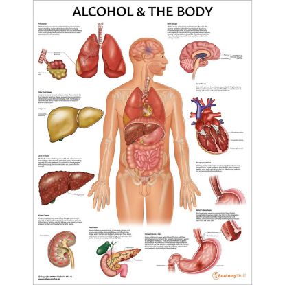 Anatomical Alcohol And The Body Chart 65 x 50cm